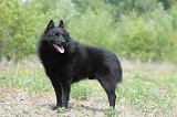 SCHIPPERKE 552